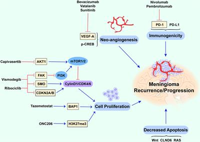 Potential Molecular Mechanisms of Recurrent and Progressive Meningiomas: A Review of the Latest Literature